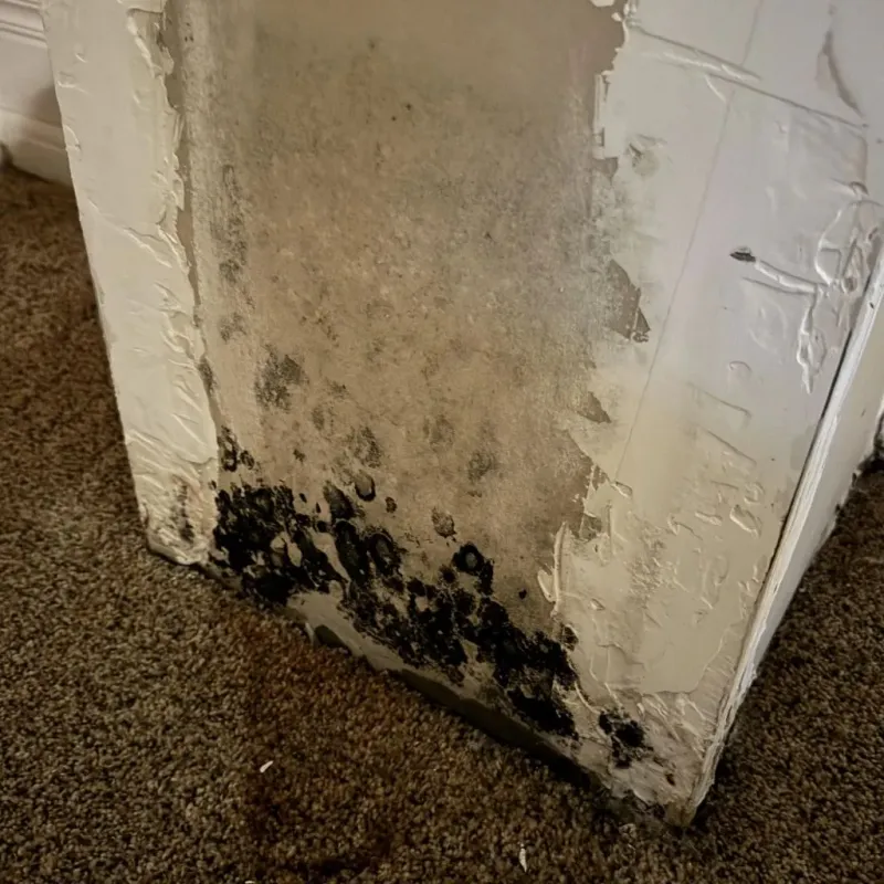Professional Mold Removal in Sebastian, FL